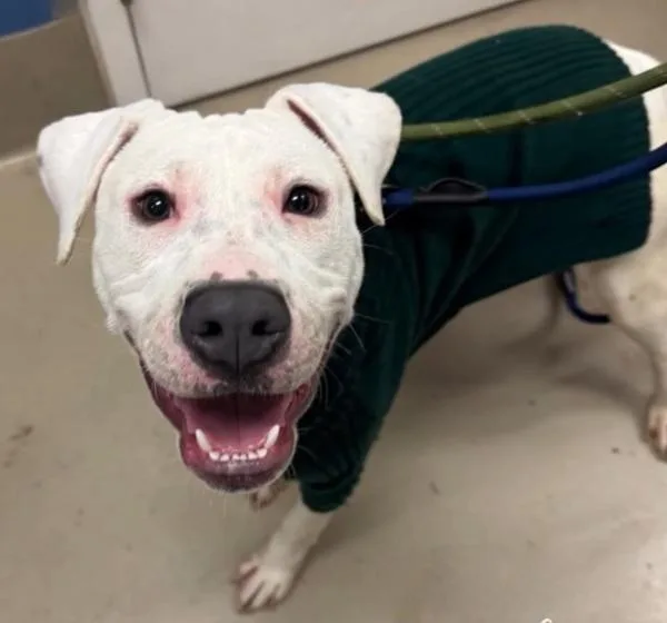 Mistletoe thumbnail 3