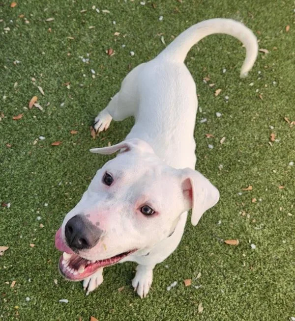 Mistletoe thumbnail 4