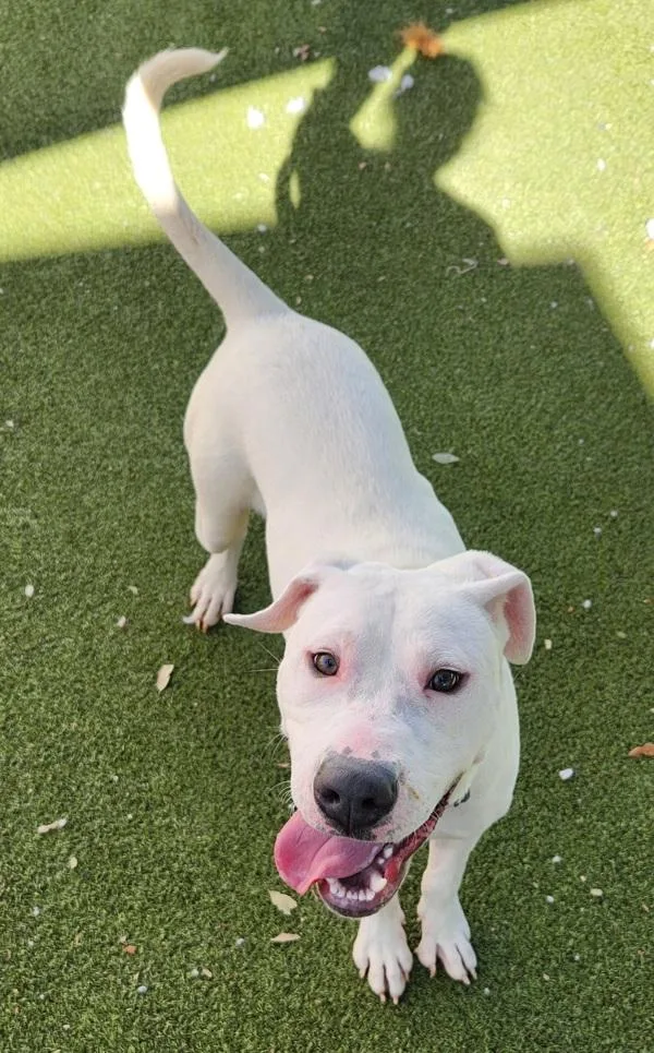 Mistletoe thumbnail 5