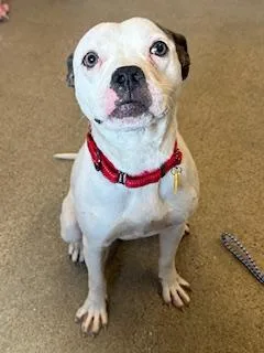 Buttercup thumbnail 2