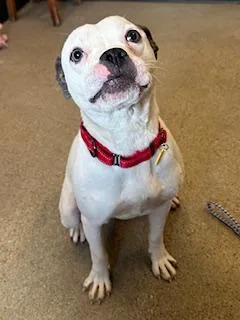 A young medium-sized female White / Cream Pit Bull Terrier dog named Buttercup for adoption in Cleveland, OH