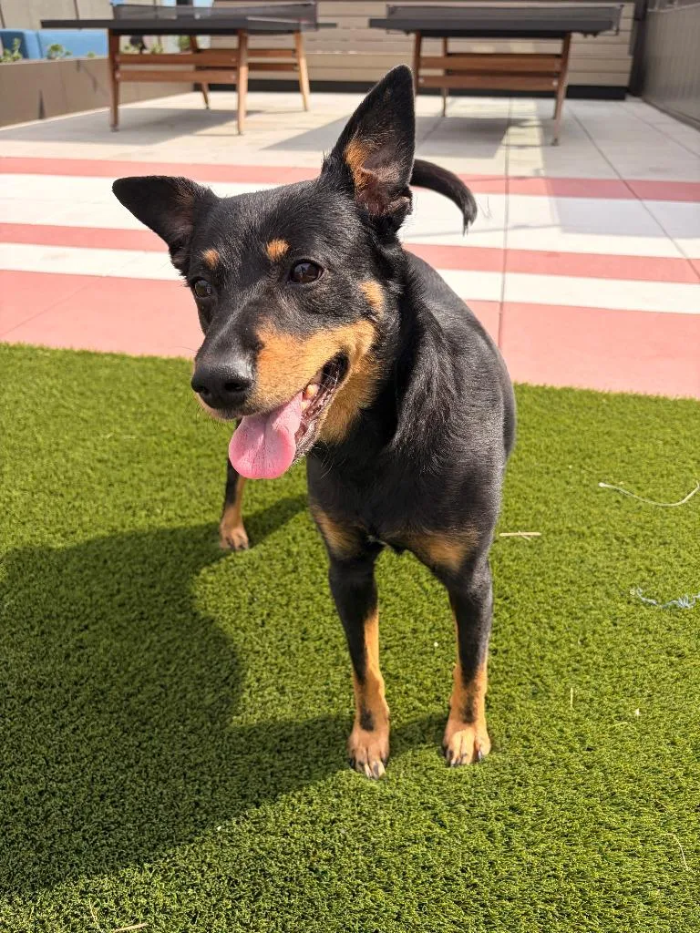 An adult medium-sized female Shepherd dog named Bandi for adoption in Bloomington, IN