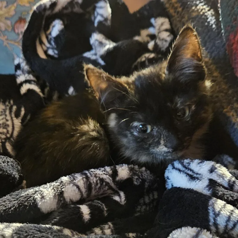 A baby small-sized female Tortoiseshell Domestic Medium Hair cat named Sarah C for adoption in Princeton, MN