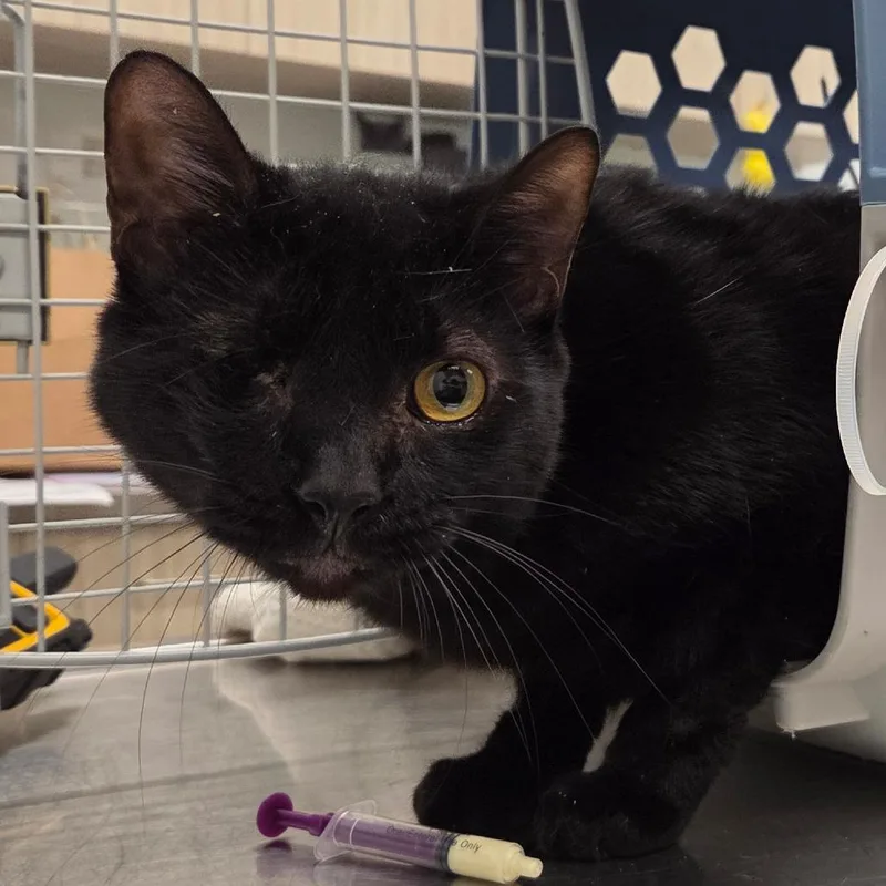 An adult small-sized male Black Domestic Short Hair cat named Percival for adoption in Chattanooga, TN