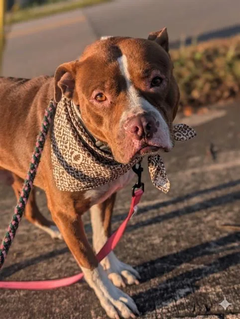 A young medium-sized male Mixed Breed dog named Remy for adoption in Jacksonville, FL