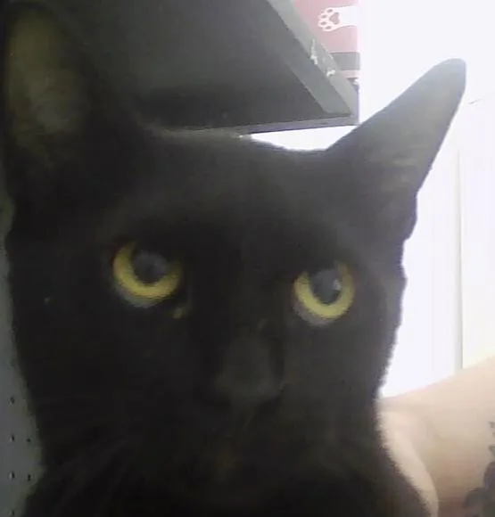 An adult medium-sized female Black Domestic Short Hair cat named Beauty for adoption in Anoka, MN