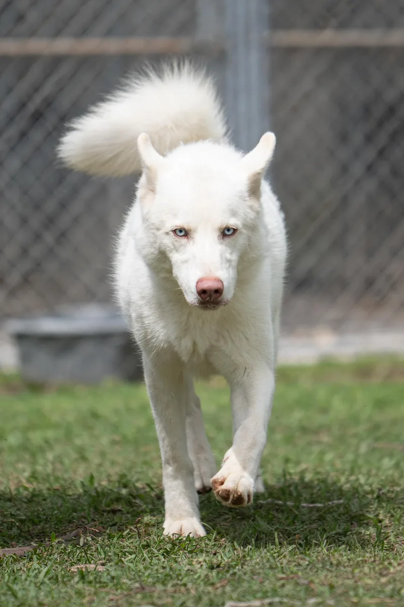 An adult large-sized male White / Cream Husky dog named Duke for adoption in Tomball, TX