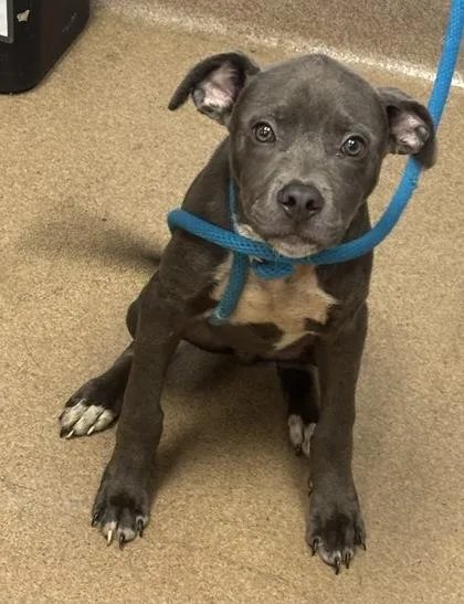 A baby small-sized male Mixed Breed dog named Funzo for adoption in Chamblee, GA