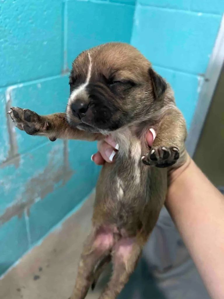 A baby medium-sized male Cane Corso dog named Bayou for adoption in Glen Rose, TX