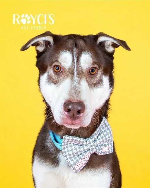 An adult large-sized male Siberian Husky dog named Redmond for adoption in West Valley City, UT