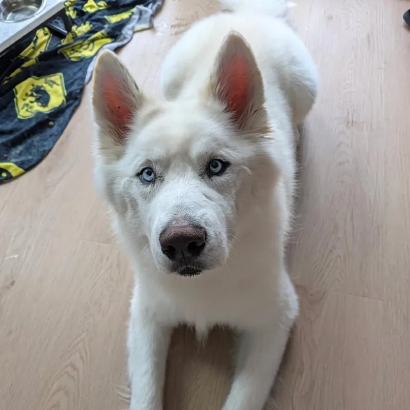 A senior small-sized male Samoyed dog named Blue for adoption in Los Angeles, CA