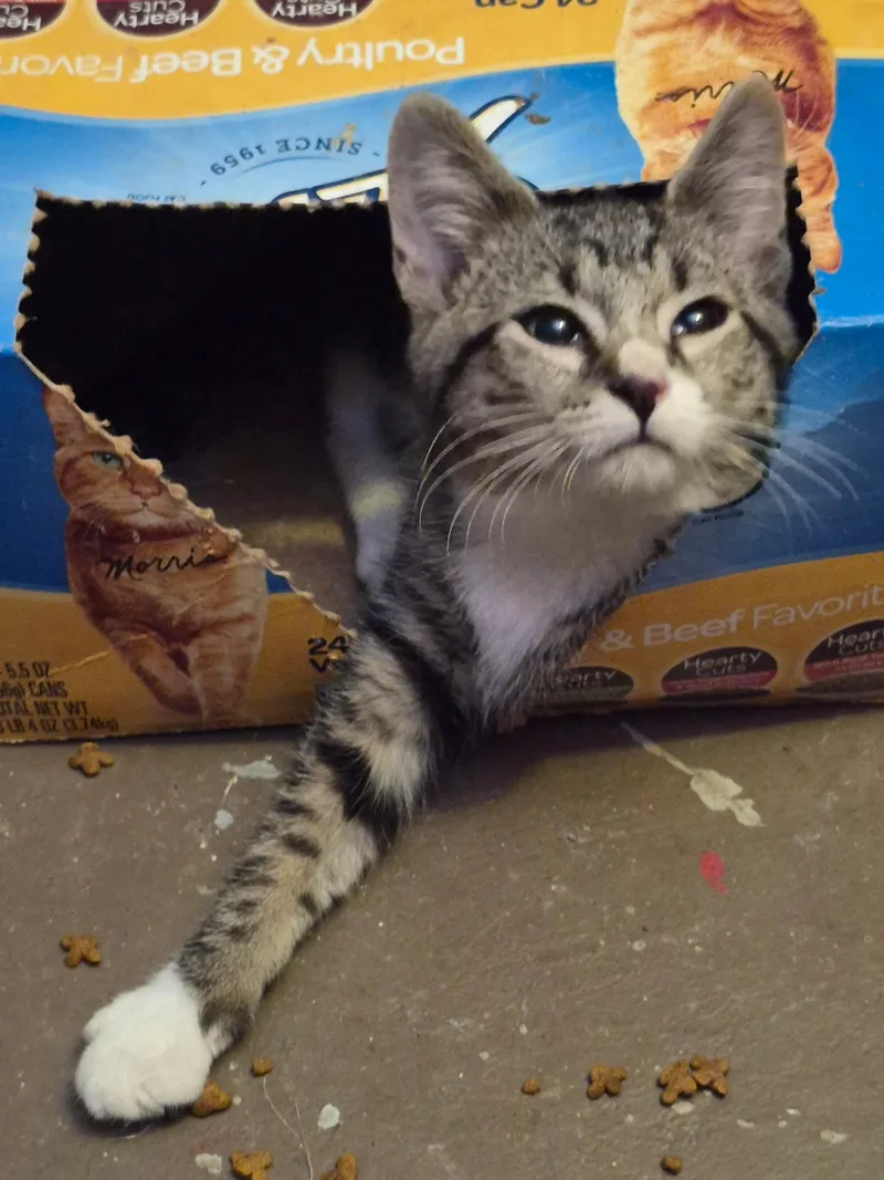 A baby medium-sized male Tabby (Gray / Blue / Silver) Domestic Short Hair cat named Tidbit for adoption in Stuart, VA