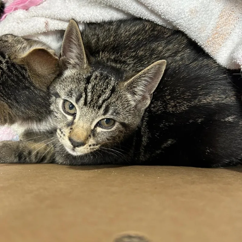 A baby small-sized male Gray / Blue / Silver Domestic Short Hair cat named Ronaldo for adoption in Newark, NJ