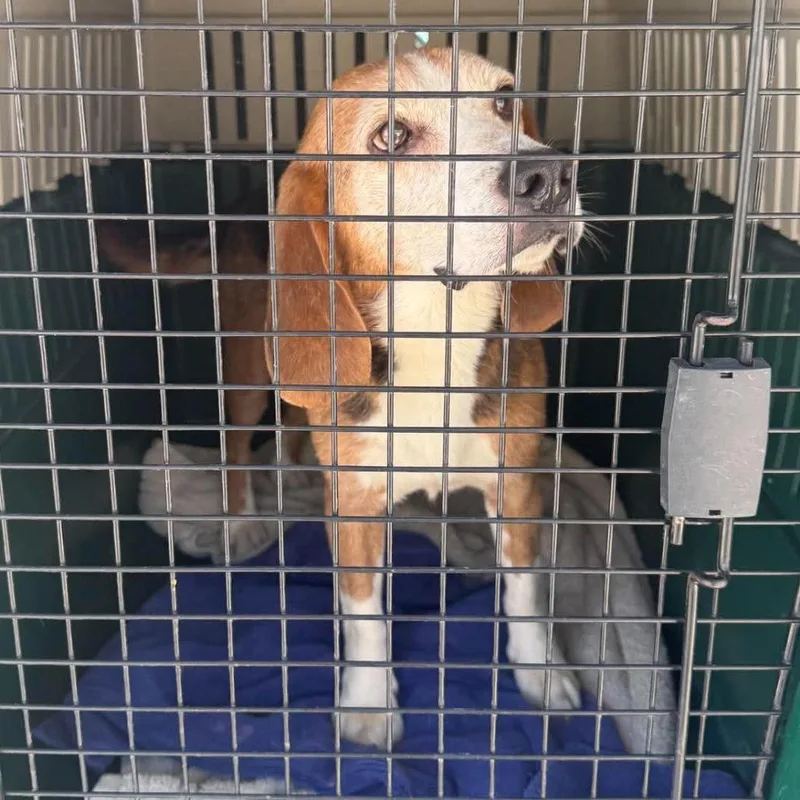 An adult small-sized male Brown / Chocolate Mixed Breed dog named Watson Stray Hold for adoption in Huntington, WV