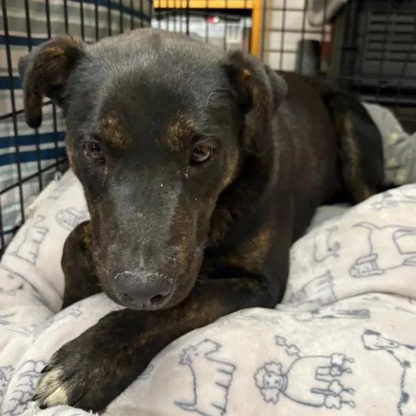 A young medium-sized male Black Shepherd dog named Jedi for adoption in Agua Dulce, CA