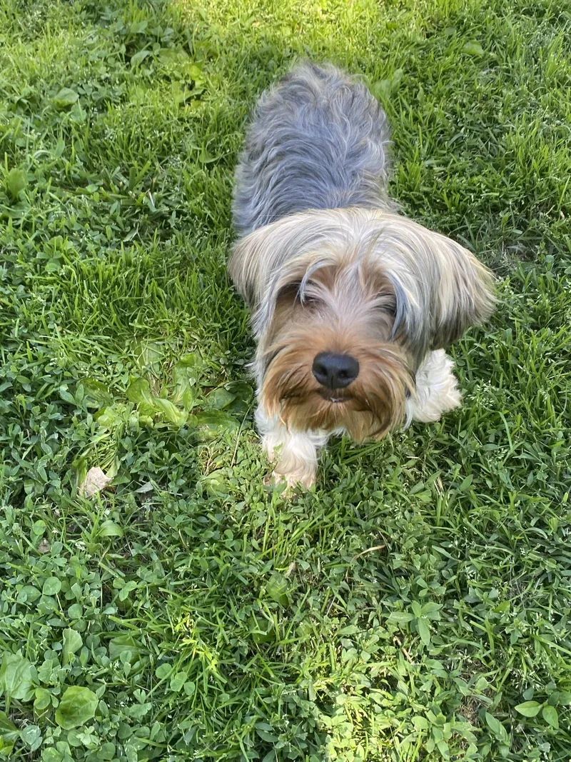 Winston