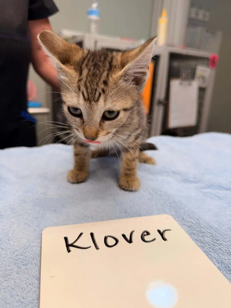 A baby small-sized male Brown / Chocolate Domestic Short Hair cat named Klover for adoption in Vancouver, WA