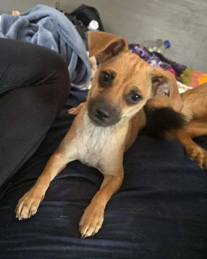 An adult small-sized female Chiweenie dog named Bree for adoption in lynnwood , WA
