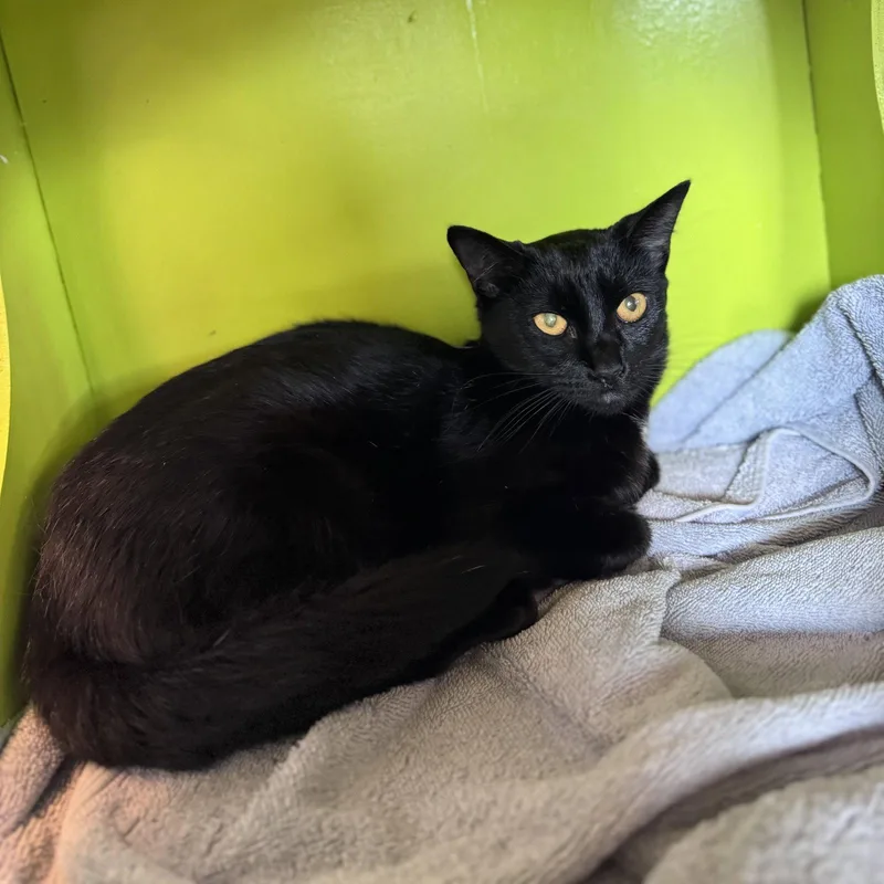 An adult small-sized female Black Domestic Short Hair cat named Cleo for adoption in Burlingame, CA