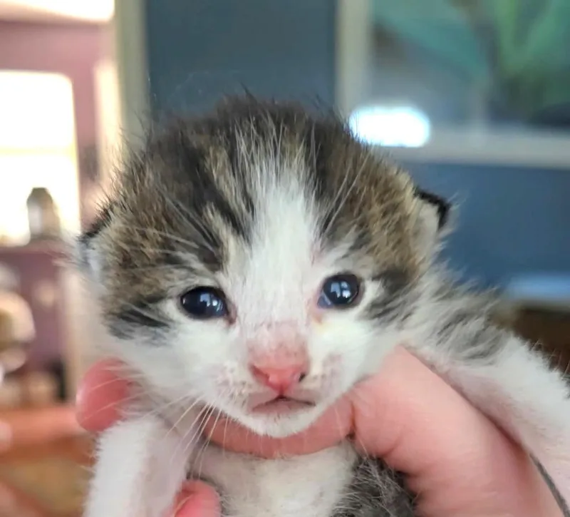 A baby small-sized male Domestic Short Hair cat named Pipsqueak for adoption in Newaygo, MI