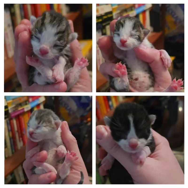 Pipsqueak thumbnail 3