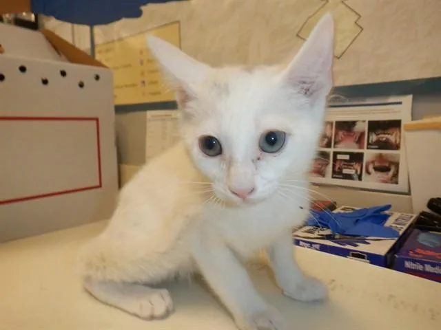 A baby small-sized male Domestic Short Hair cat named Falcon for adoption in San Jose, CA