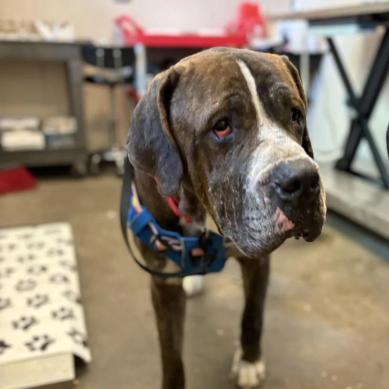 An adult large-sized male Cane Corso dog named Marc for adoption in Palatine, IL
