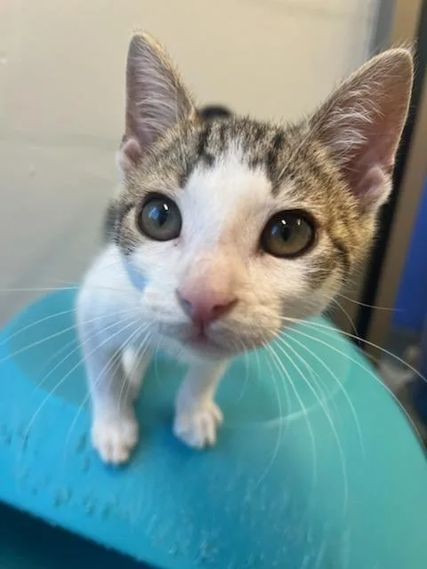 A baby small-sized female Domestic Short Hair cat named Amor for adoption in Manassas, VA