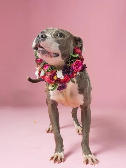 A young small-sized female Mixed Breed dog named Wing for adoption in Atlanta, GA