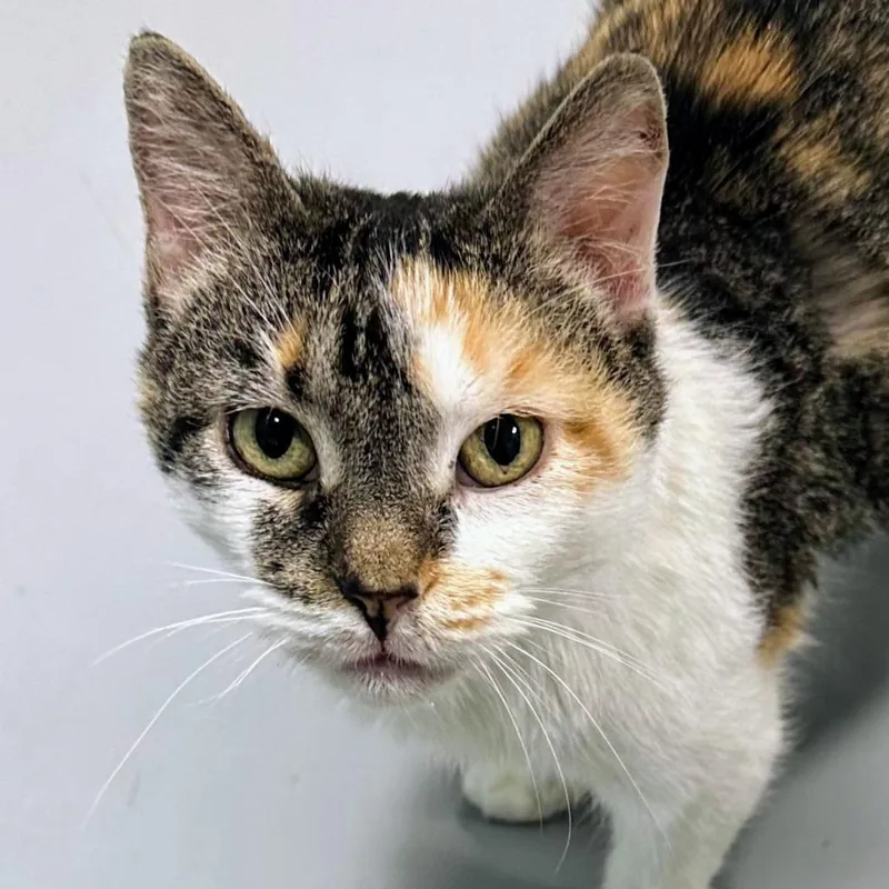 A senior medium-sized female Brown / Chocolate Domestic Short Hair cat named Beatrix for adoption in Sheridan, WY