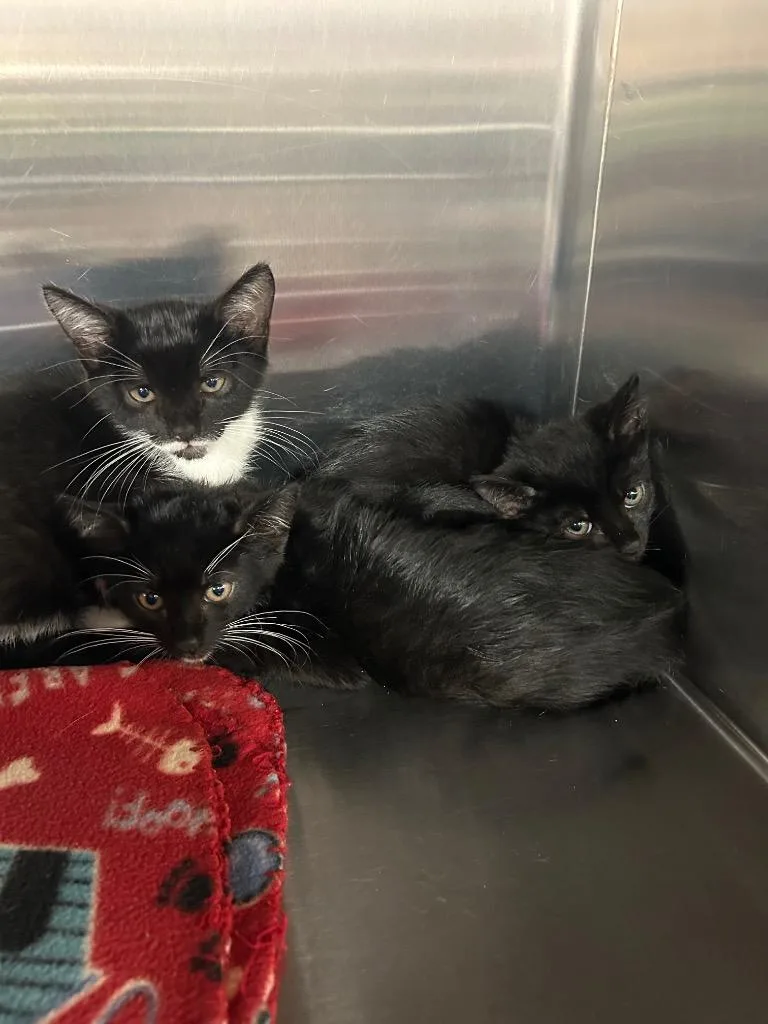 A baby small-sized female Domestic Short Hair cat named Beluga for adoption in Gautier, MS