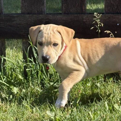 Scout