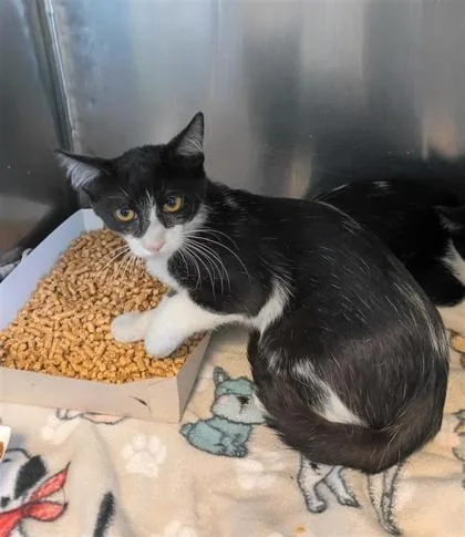 A baby small-sized male Black Domestic Short Hair cat named Walter for adoption in El Paso, TX