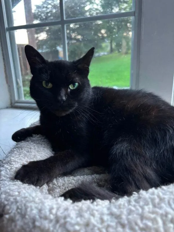 A young medium-sized female Black Domestic Short Hair cat named Matilda for adoption in Knoxville, TN