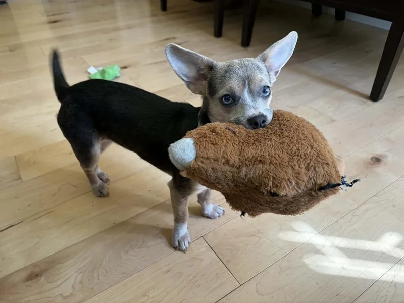 A young small-sized female Brown / Chocolate Chihuahua dog named Cinnamon for adoption in Bend, OR