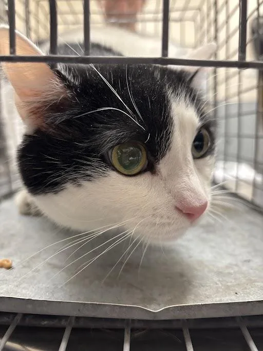 An adult large-sized male Domestic Short Hair cat named Mr.pickle for adoption in Las Vegas, NV