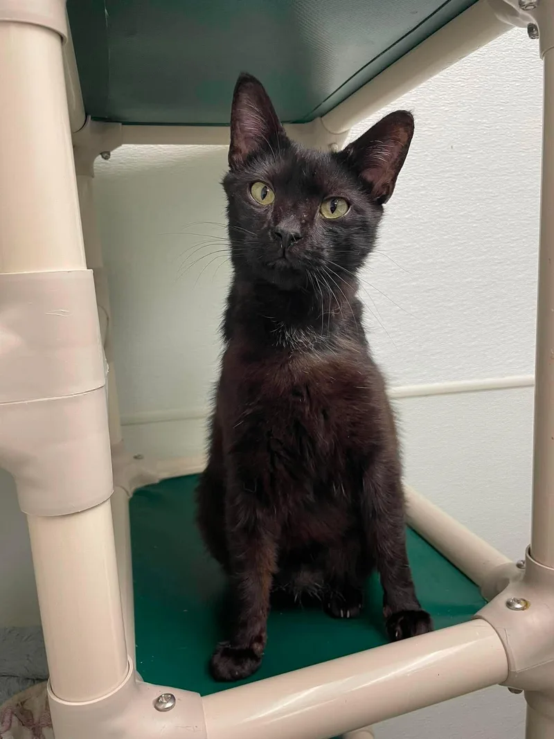 A young medium-sized male Black Domestic Short Hair cat named Johnny for adoption in Gonic, NH