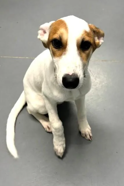 A baby medium-sized female Yellow / Tan / Blond / Fawn Mixed Breed dog named Shiloh for adoption in Hawk Point, MO