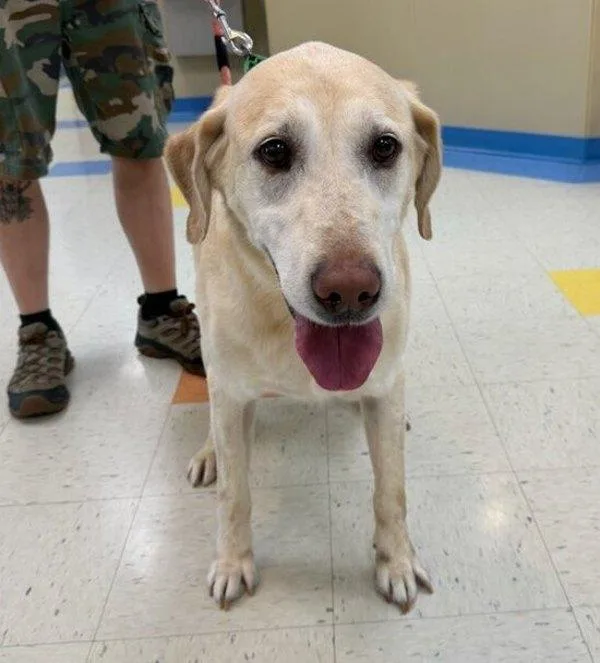 A senior large-sized male Labrador Retriever dog named Mason for adoption in Sioux City, IA