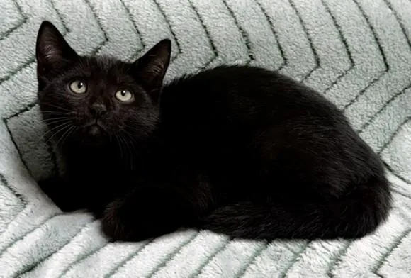 A young medium-sized male Black Domestic Short Hair cat named Desi for adoption in Miller Beach, IN