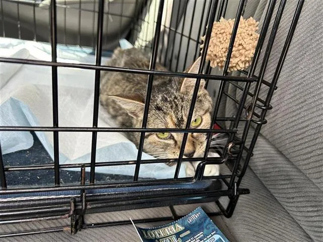 An adult small-sized female Domestic Short Hair cat named Kat for adoption in San Antonio, TX
