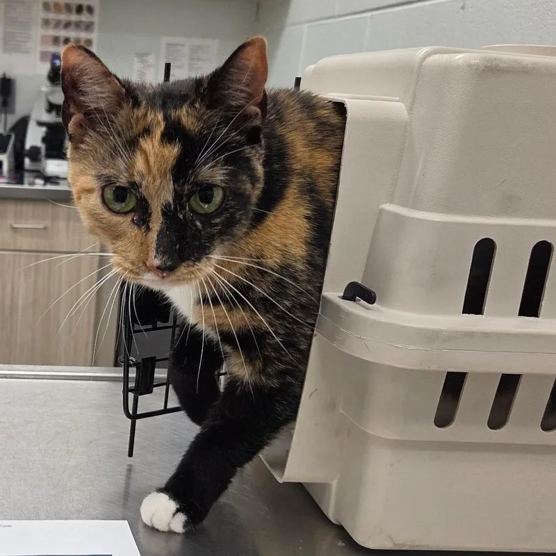 An adult large-sized female Calico Domestic Short Hair cat named Rocky Road for adoption in Chattanooga, TN