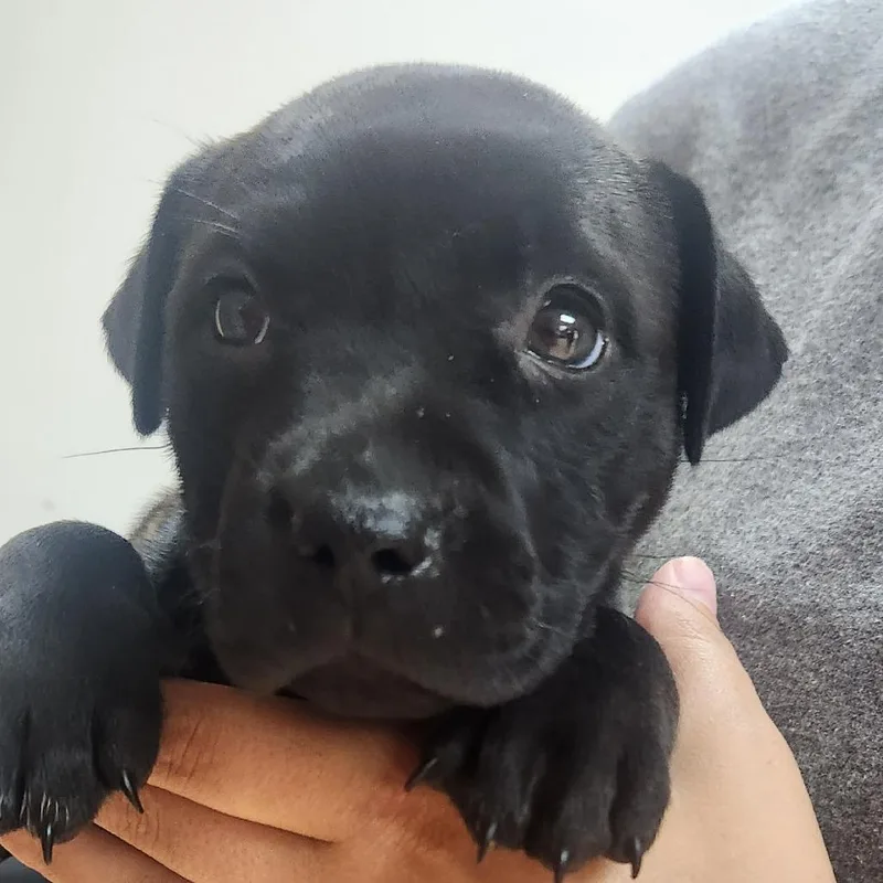 A baby small-sized female Black Labrador Retriever dog named Birria for adoption in Tyler, TX