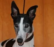 An adult large-sized male Greyhound dog named Winlock Hondo for adoption in Douglasville, GA