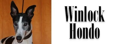 Winlock Hondo thumbnail 2