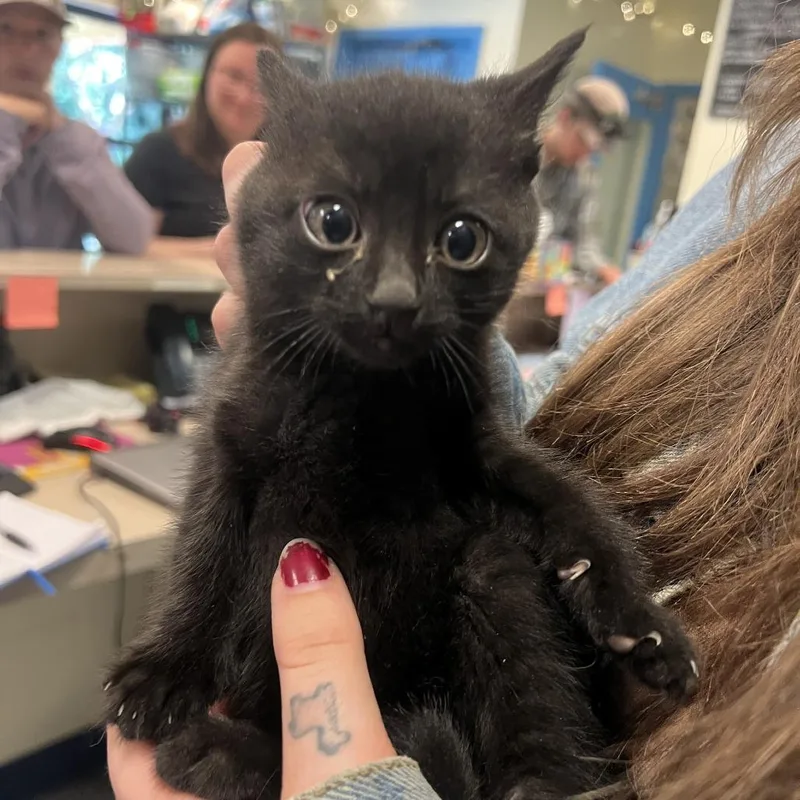 A baby small-sized male Black Domestic Short Hair cat named Sprinkles for adoption in Port Townsend, WA