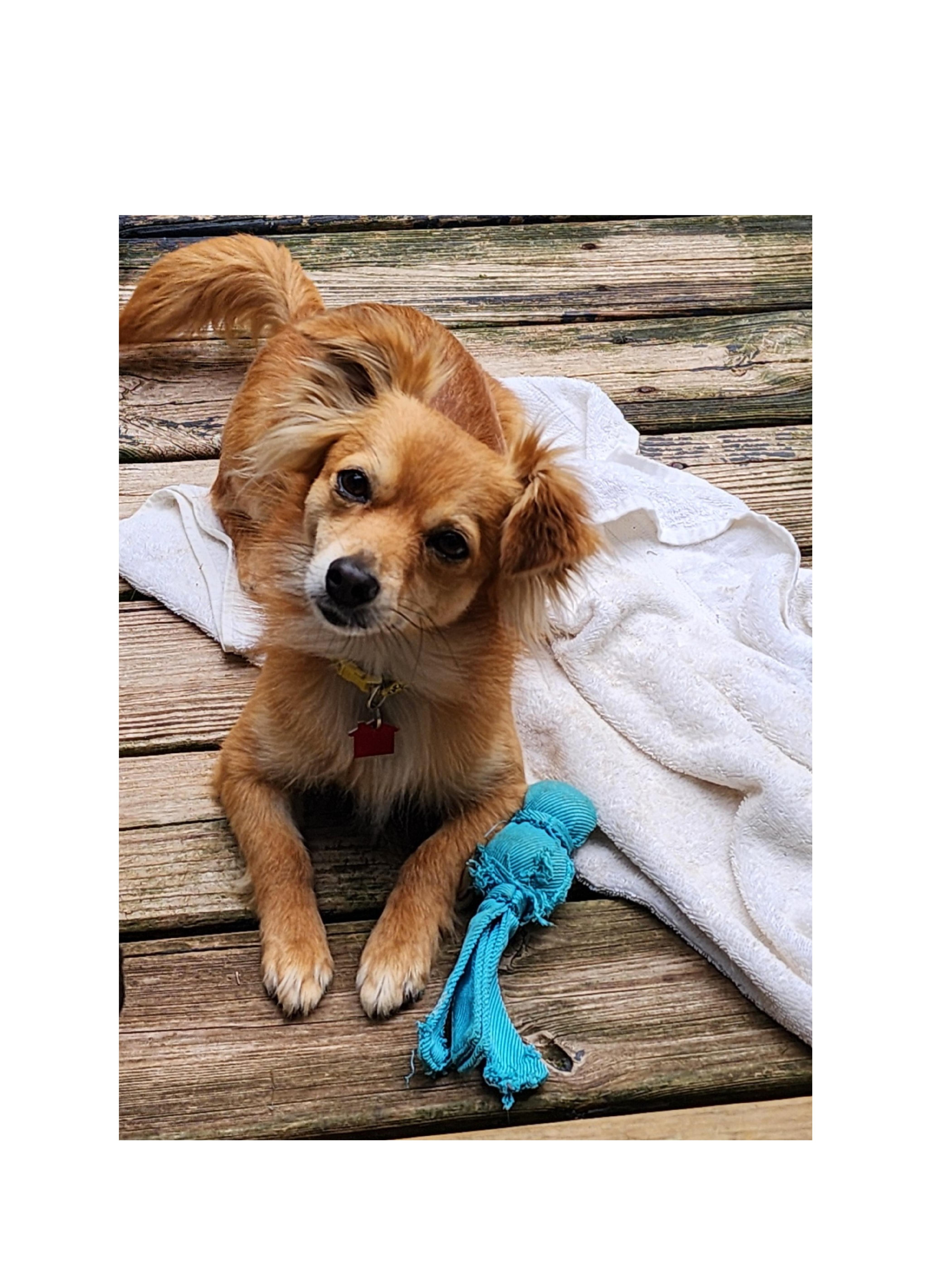 A young small-sized male Red / Chestnut / Orange Pomeranian dog named Charlie for adoption in Lake Geneva, WI