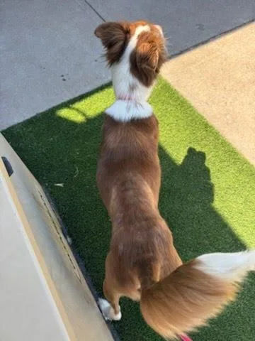 A young medium-sized female Border Collie dog named Lainey for adoption in Winter Park, CO