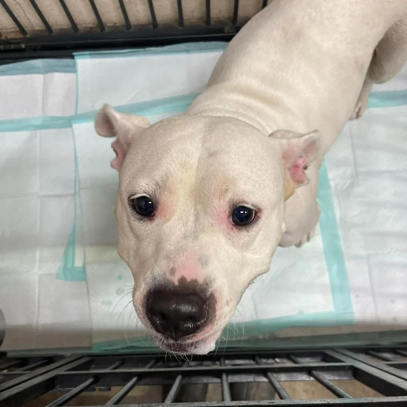 An adult small-sized female White / Cream Mixed Breed dog named Baby Girl for adoption in Huntington, WV