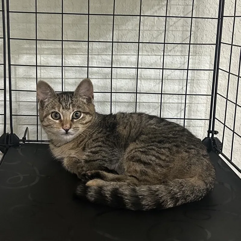 A young small-sized female Brown / Chocolate Domestic Short Hair cat named Patches A for adoption in SANTA ROSA BEACH, FL